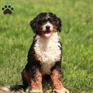 Blossom, Mini Bernedoodle Puppy